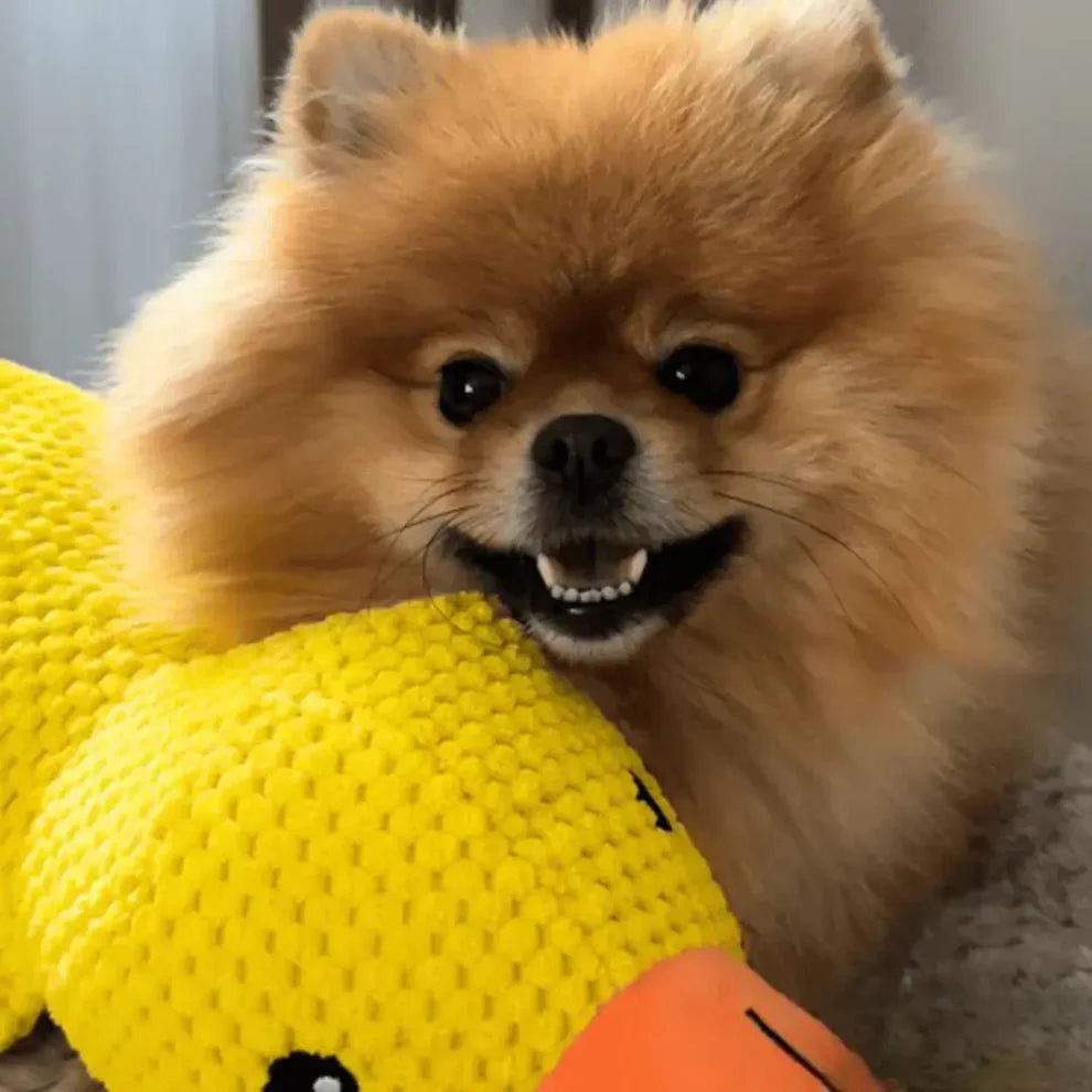 QuackBuddy™ – Anti-Stress-Kuscheltier für Hunde