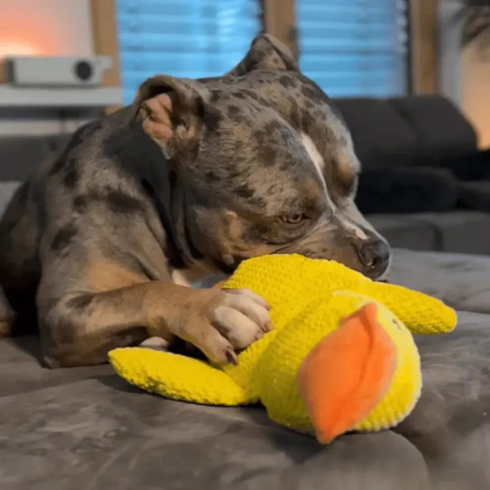 QuackBuddy™ – Anti-Stress-Kuscheltier für Hunde
