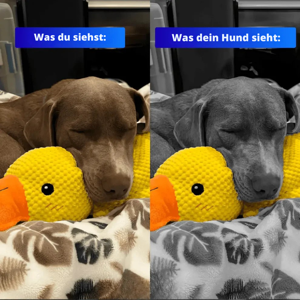 QuackBuddy™ – Anti-Stress-Kuscheltier für Hunde